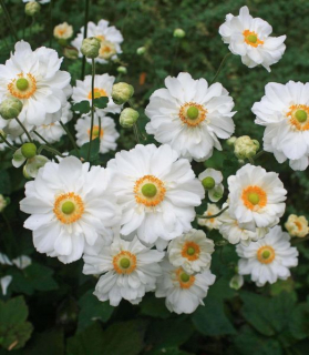 Anemone hybrida 'Whirlwind'